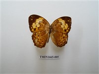 藏品(黃襟蛺蝶)的圖片